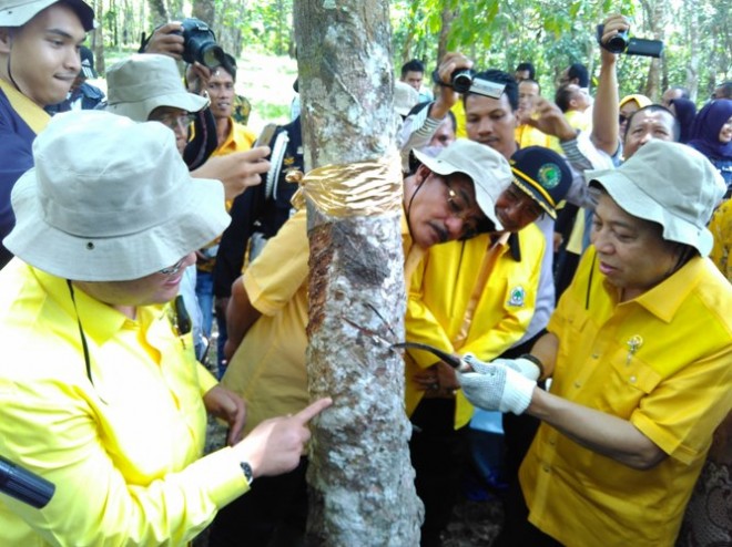 Aksi Ketum Partai Golkar, Setya Novanto, saat menyadap karet di Muarojambi.