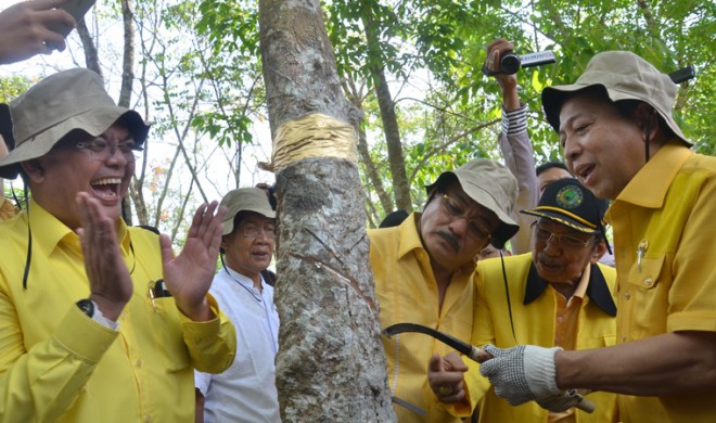 Calon Bupati Muarojambi H Ivan wirata, Ketua DPD I Zoerman Manaf, Ketua Umum Setya Novanto sedang menyadap karet di Kelurahan Pijoan