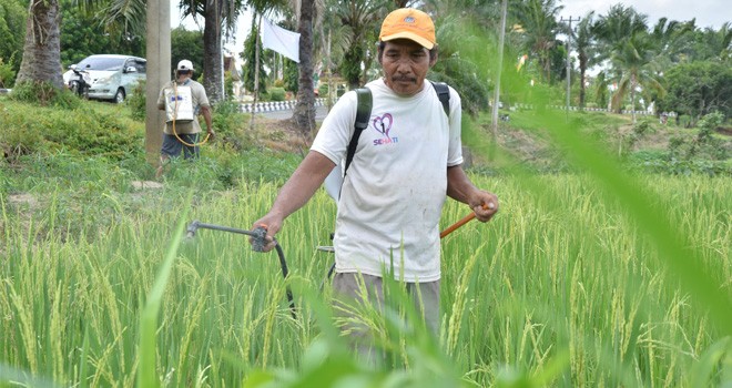 Petani saat semprotkan inteksida organik dipadi depan rumah dinas Bupati.