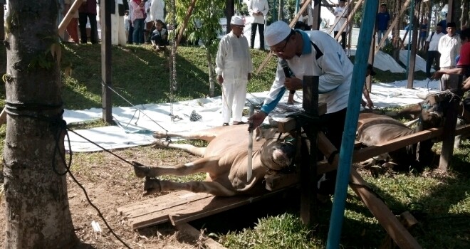 Pemotongan sapi kurban.