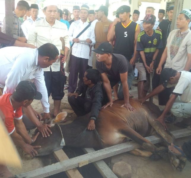 Panitia saat menyembelih sapi kurban di Mapolda Jambi.