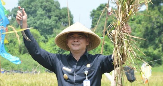 Walikota Jambi H. Syarif Fasha, kamis (15/9) melakukan panen padi sawah di RT. 11 kelurahan Penyengat Rendah Kecamatan Telanaipura.