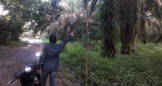 Kabel listrik di Geragai hanya ditopang dengan kayu.