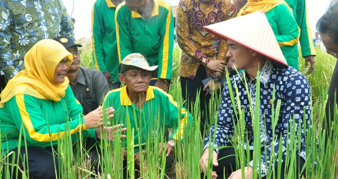 Zola dalam Penutupan Sekolah Lapangan Iklim (SLI) Tahap III, bertempat di tengah hamparan 840 Ha sawah masyarakat di Desa Pasar Terusan, Kecamatan Muara Bulian.