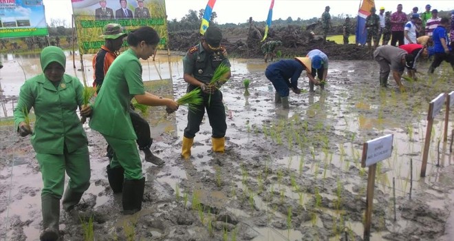 Kodim 0415/Batanghari bersama Babinsa bantu warga tanam padi serentak.