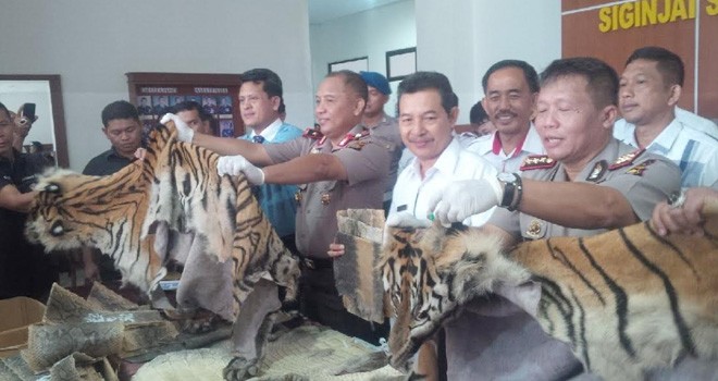 Barang bukit kulit Harimau yang berhasil diamankan oleh Direktorat Reserse Kriminal Khusus Polda Jambi.
