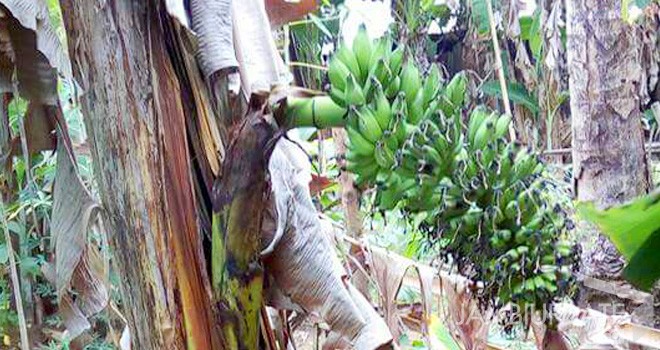 Tandan pisang yang tandannya unik.