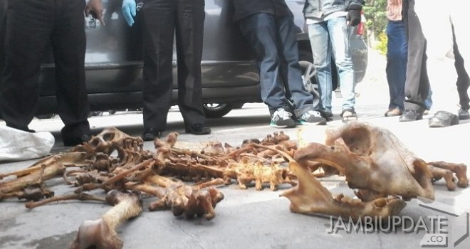 Tulang harimau yang berhasil diamankan saat razia.