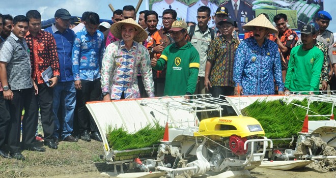 Gubernur Jambi ZUmi Zola saat melakukan tanam padi di Tanjungjabung Barat. 