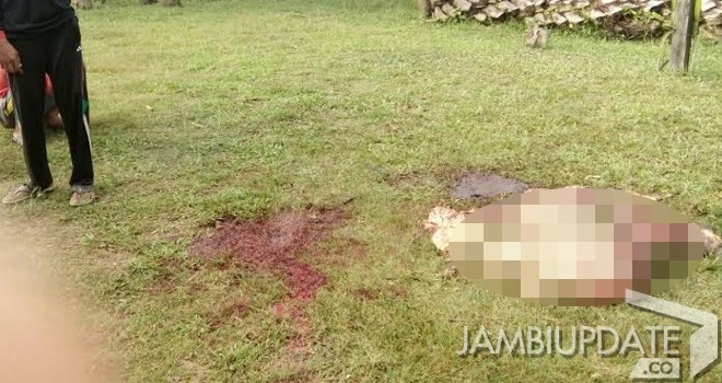 Isi perut sapi yang di tinggalkan oleh pelaku pencurian.
