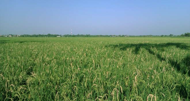 Ilustrasi. Foto : Net