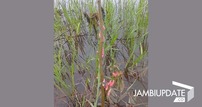 Hama keong mas yang terjadi dilahan petani di Kecamatan Berbak.