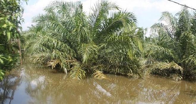 Ilustrasi. <i> Foto : Net </i>