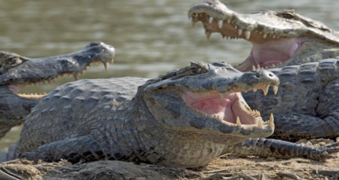 Ilustrasi. Foto : Net