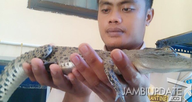 Anak buaya yang diamankan Petugas Balai Karantina.