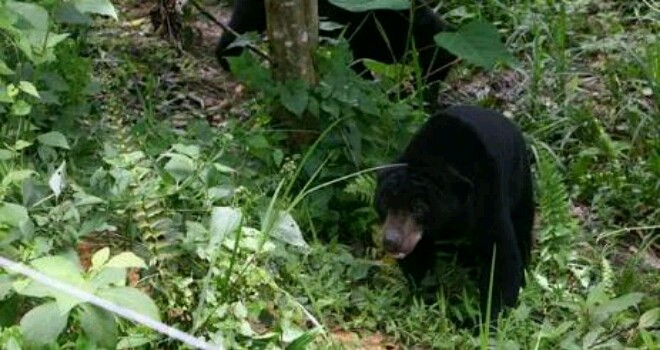 Terlihat beruang yang masuk perkebunan warga. Yang berhasil diambil fhoto.