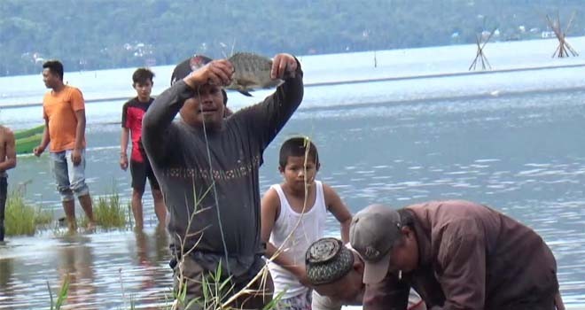 Terlihat warga sedang menangkap ikan yang mabuk di Danau Kerinci.