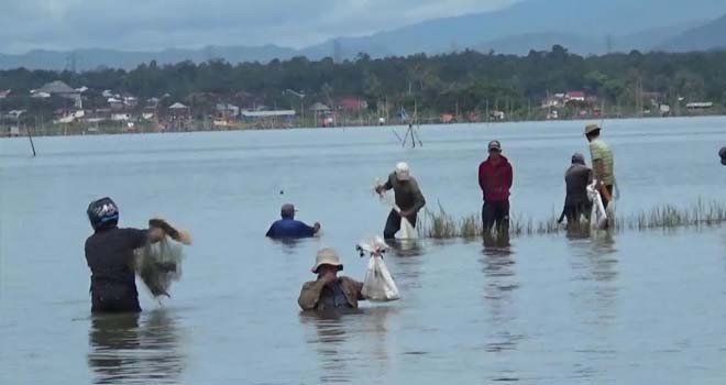 Terlihat warga sedang menangkap ikan yang mabuk di Danau Kerinci.