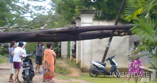 Pohon Besar yang menimpa Rumah Warga di Batanghari.