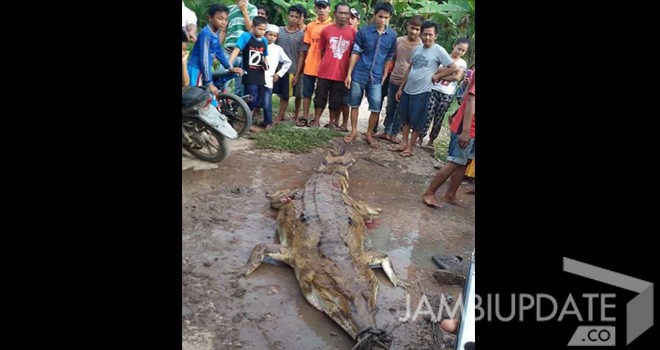 Buaya Berukuran Besar yang berhasil ditangkap oleh warga.