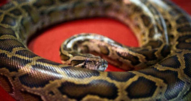 Ilustrasi. Foto : AFP