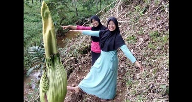 Bunga bangkai yang ditemukan disekitar objek wisata pemandian Lubuk Beringin, Kecamatan Bathin III Ulu.