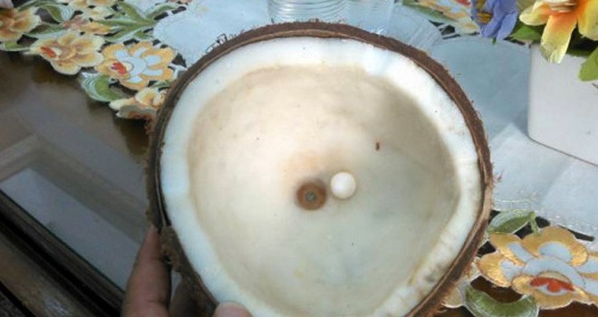 Inilah kelapa yang menurut Herman memiliki batu di dalamnya. FOTO WIDISANDIKA/RADAR LAMPUNG/jpg
