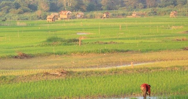 Area persawahan warga di kawasan Jalan Baru, Kota Jambi. (Ilustrasi Dok Jambiupdate.co)