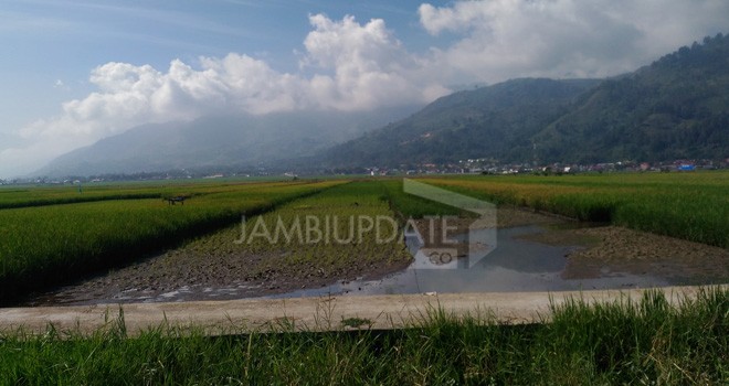 Tanaman padi petani di Kerinci.