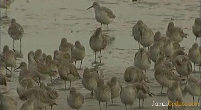 Ilustrasi burung Migran. Foto : Dok Jambiupdate