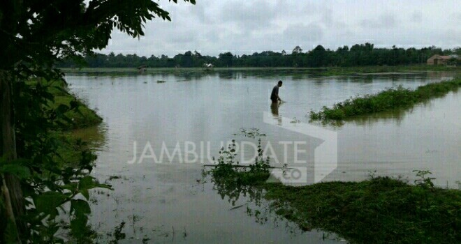 Lahan Pertanian di Tebo yang tergenang air.
