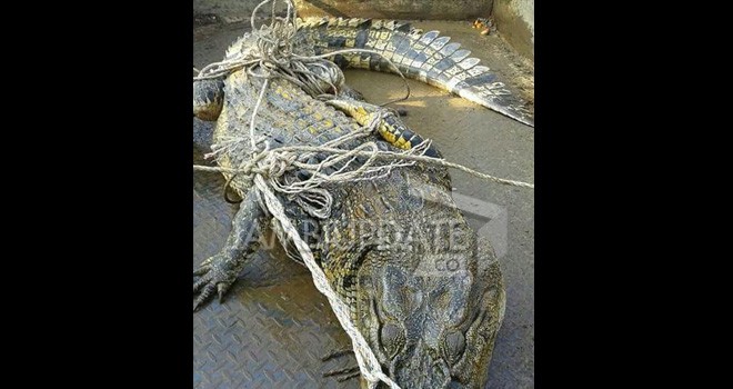 Buaya berukuran besar yang ditangkap warga nipah panjang.