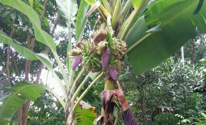 Terlihat pisang bertandan tiga yang terjadi di Bungo.