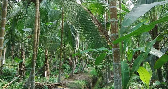 Kebun kelapa ditanjabtim.