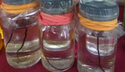 Sepasang bulu perindu dikemas dalam botol yang berisi minyak, diyakini bisa menimbulkan sugesti positif, baru-baru ini. Foto: AZUBA/KALTENG POS/JPNN.com