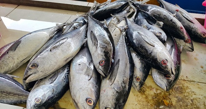 Ilustrasi. Foto :Net