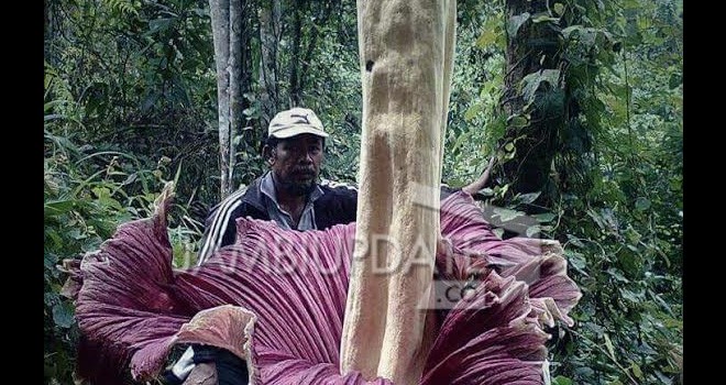 Bunga bangkai raksasa.