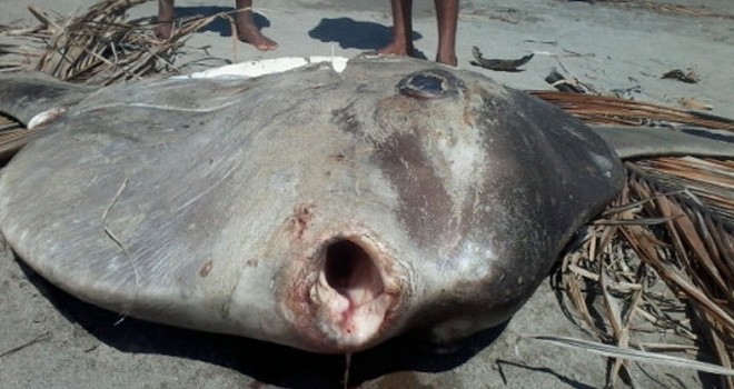 Ikan mola-mola. Foto: Kalteng Pos/JPNN