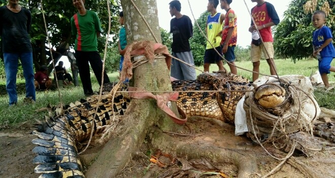 Warga berhasil menangkap buaya yang hampir menyambar warga desa Pandan Lagan, Tanjab Timur. 