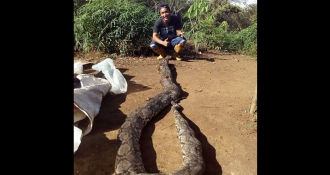 Ular piton berhasil diamankan usai menyerang warga di Desa Pulau Buayo, Sarolangun. Foto : Ist