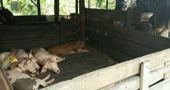 Sidak tim terpadu Kota Jambi yang mendapati  ratusan babi yang akan diedar ke Pasar Angso Duo. 