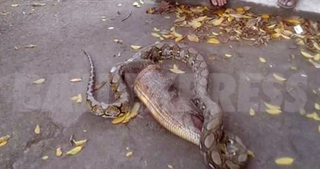 Ular phyton sepanjang 3 meter setelah memangsa landak (Dok.Bali Express/JPG)