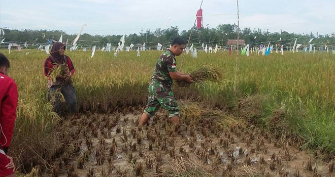Anggota Kodim 0416/Bute turun ke sawah untuk membantu masyarakat untuk memanen padi, Selasa (16/5).