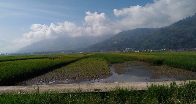 Imbas hujan, ratusan hektar areal persawahan di sejumlah kecamatan di Kerinci dan Kota Sungai Penuh, banyak terendam.