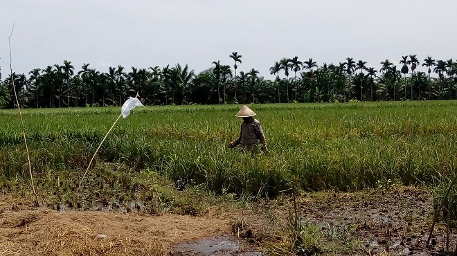 Air pasang membuat hasil produksi padi milik petani di Geragai Tanjab Timur berkurang.