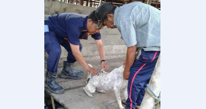 Terlihat petugas peternakan Kerinci saat melakukan suntik rabies.