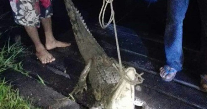 Buaya ditangkap ilustrasi.