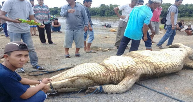 Buaya berukuran lima meter yang berhasil ditangkap warga.