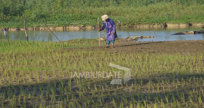 Petani di Jalan Baru, Kelurahan Payo Selincah, Kecamatan Paal Merah, Kota Jambi menggarap lahan, mulai kembali bertanam padi kemarin (6/7).