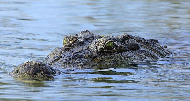 Ilustrasi. Foto : Net